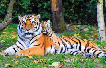 trivandrum zoo